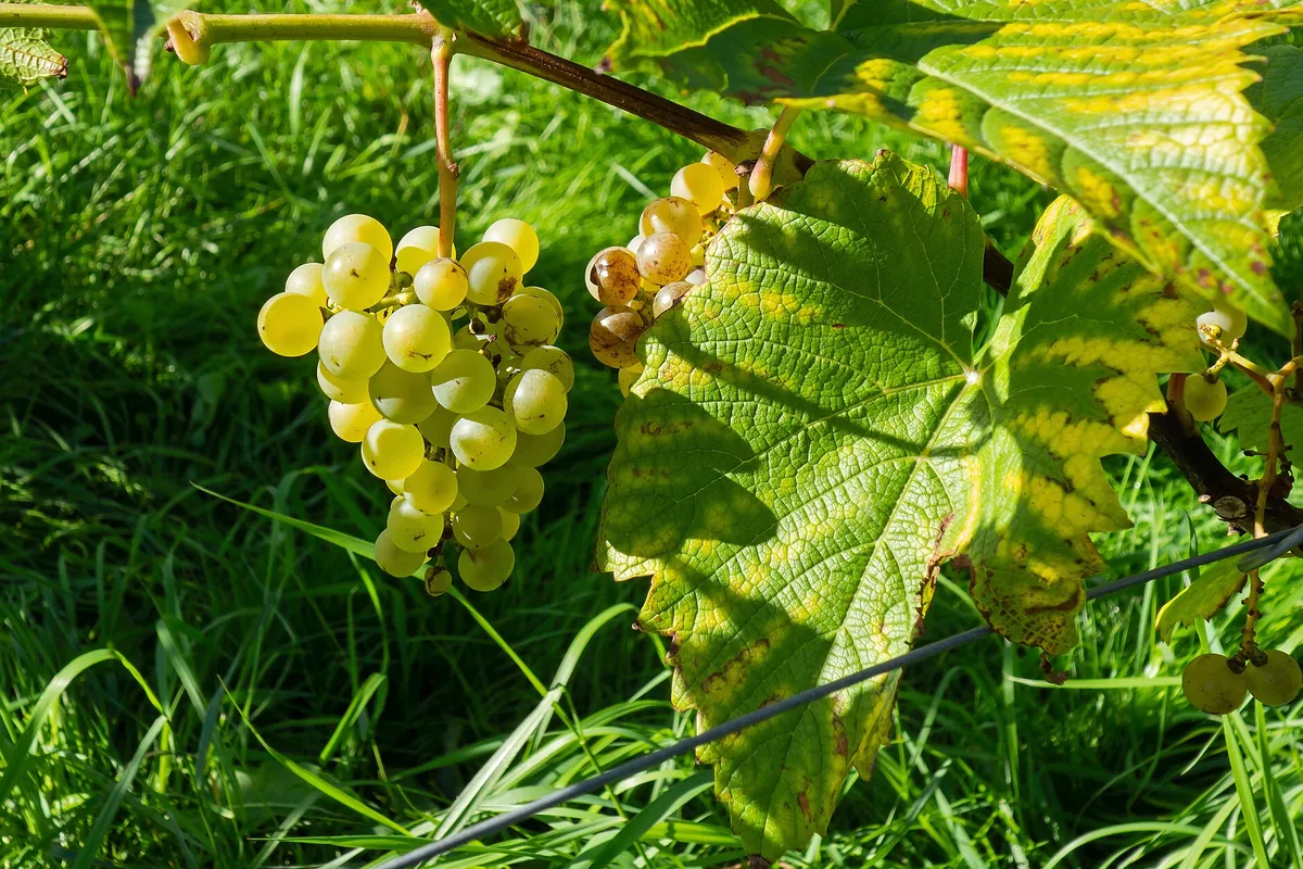 Raisins sur le cep